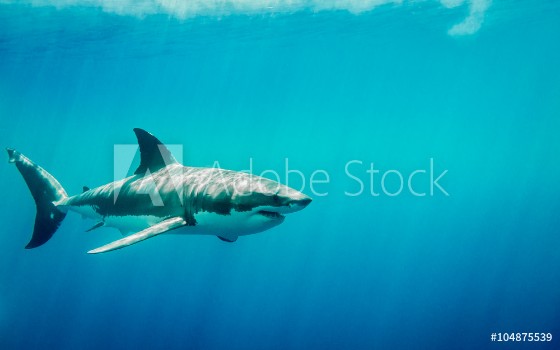 Bild på Great white shark swimming in the blue Pacific Ocean  at Guadalupe Island in Mexico under sun rays